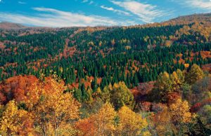 秋田県の森林資源イメージ