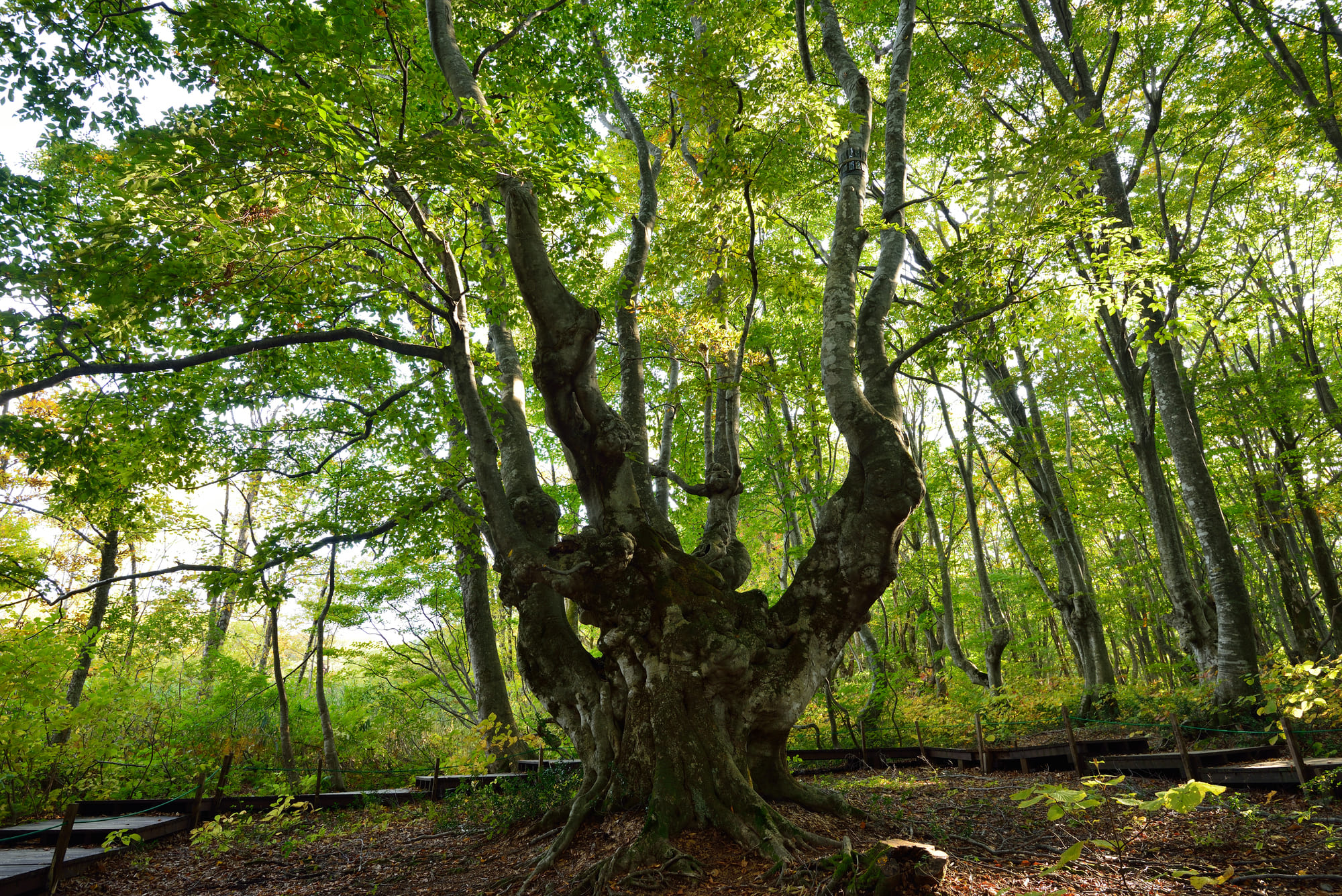 キービジュアル画像